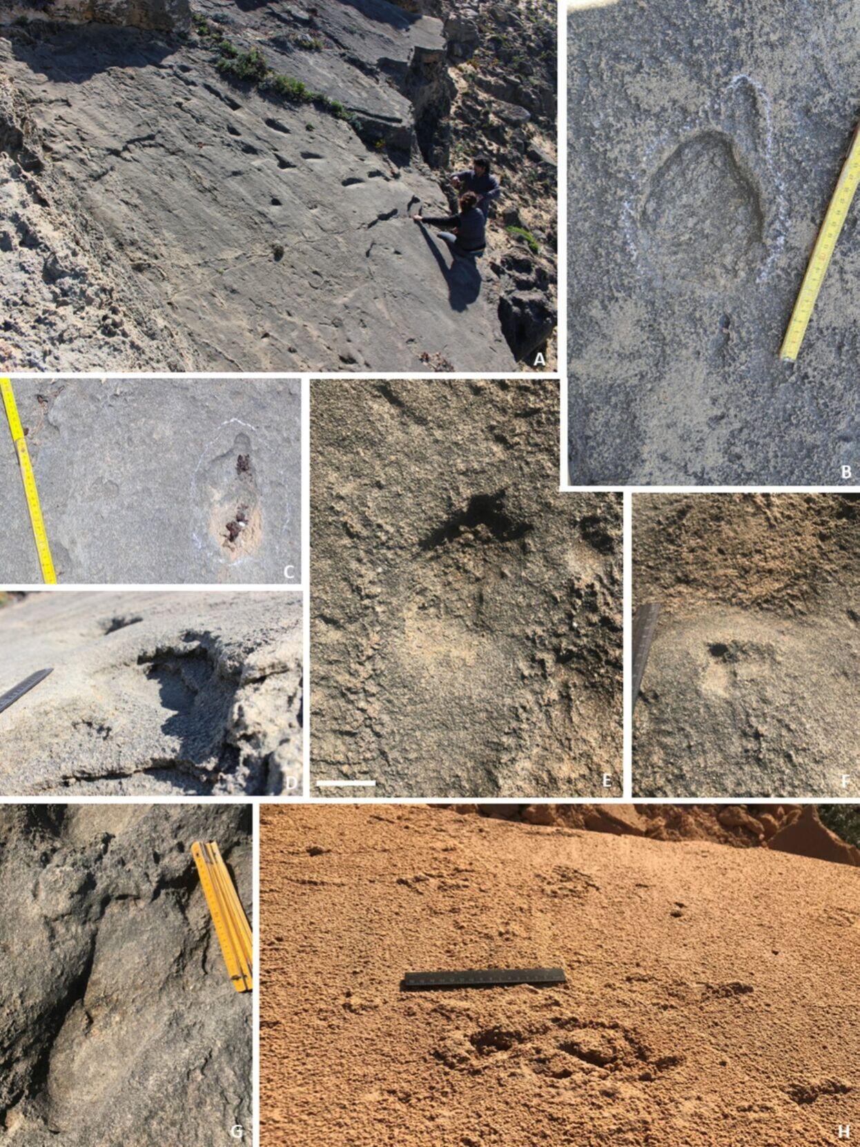 Neanderthal families spent days at the beach research shows